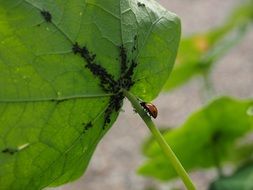 ladybug on a green leaf with black insects