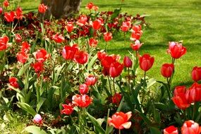 red tulips on a flowerbed in a park