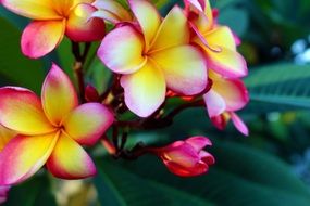 beauty Plumeria Rubra