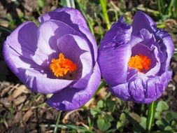 bright purple crocus flowers