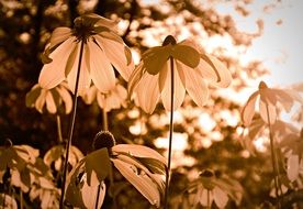 Cone Flowers in back light, bottom view