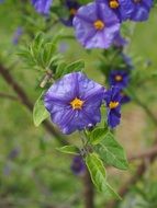 ornamental gentiana flowers