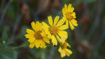 yellow flowers on a blurred background close-up