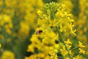 spring plant and a bee