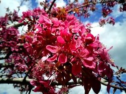 beauty Prunus Almond Trees
