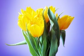 picturesque Bouquet of Tulip