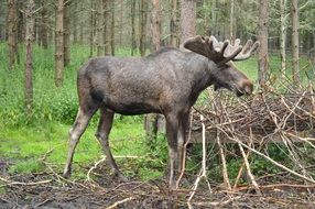 Beautiful Moose in the forest of Sweden