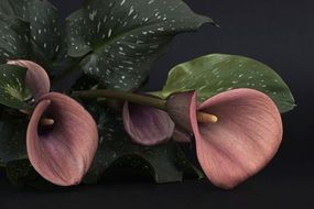 Picture of red calla flowers