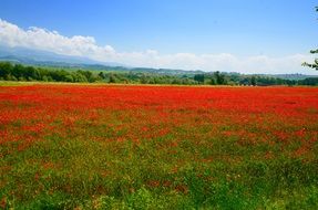 incredibly delicious poppy Field