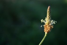 wild field flower with oblong inflorescence close-up on blurred background