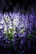 Lavender Violet Blossom
