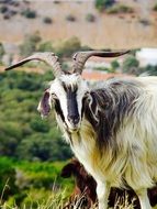 goat with horns on green grass