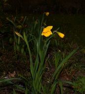 Spring Yellow Daffodil In the dark