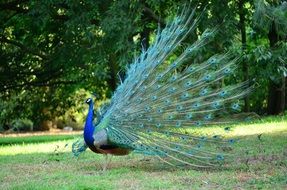 peacock with a magnificent tail in a green park