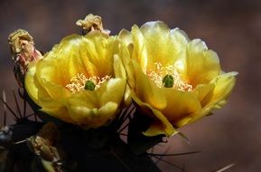 two yellow flowers of a cactus close-up