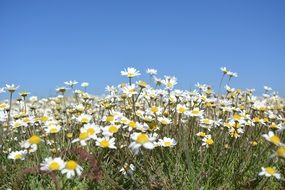 field of daisies under a clear blue sky