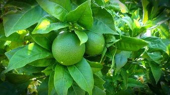 green Lemon fruit on Tree macro