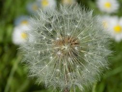 Close-up of the beautiful white dandelion flower near the white and yellow flowers