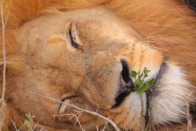 photo of the face of a sleeping lion