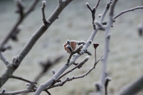 Frost on apple Tree Branches