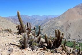 Cactus bush in chile Mountain scene