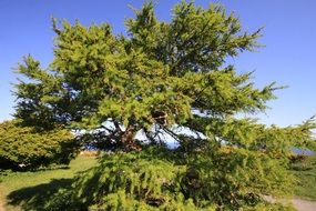 tree with green leaves in ireland