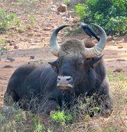 Buffalo Bison portrait among the colorful plants in India