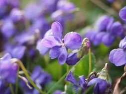 wallpaper with purple violets