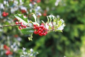 red berries of a christmas plant