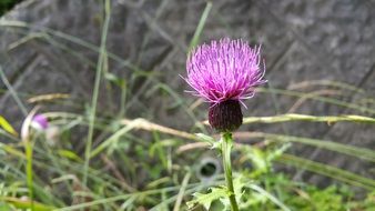 purple Flower of thistle close up