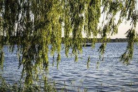 green tree over the german sea steinhuder