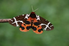 Orange black butterfly nature macro