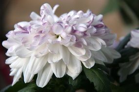 incomparable Garden Plant