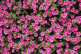 pink petunia in the meadow