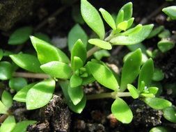 Close-up picture of the beautiful green plants with leaves in the rockery