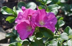 picturesque Rugosa Rose