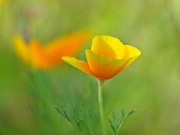 yellow poppy on blurred background