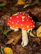 Fly Agaric, Red Mushroom on forest floor