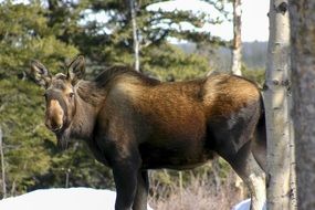 moose in the wild