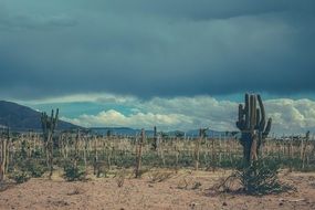 desert landscape in tenerife