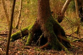 mossy Tree Root in Spring Forest