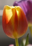 sunlight falls on an orange-yellow tulip