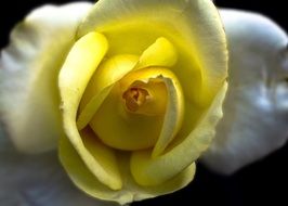 Yellow half open Rose close up