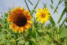 picturesque Sunflower Plants