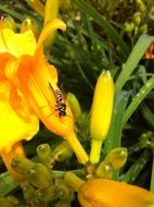 picturesque Yellow Lily