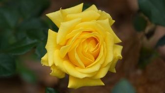 yellow rose in the garden close-up