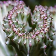 prickly cactus macro