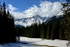 Snowy Forest Valley Winter season, tatry