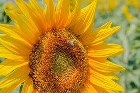 closeup photo of most beautiful Sunflower