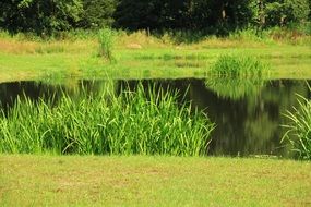 Pond Fishin